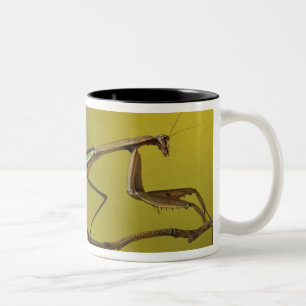Tasse 2 Couleurs Michigan, Rochester Hills. Mante religieuse