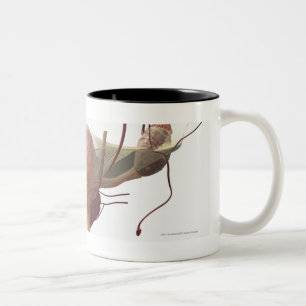 Tasse 2 Couleurs modèle 3d de l'appareil génital féminin