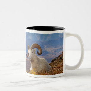 Tasse 2 Couleurs mouflons, Ovis dalli, bélier