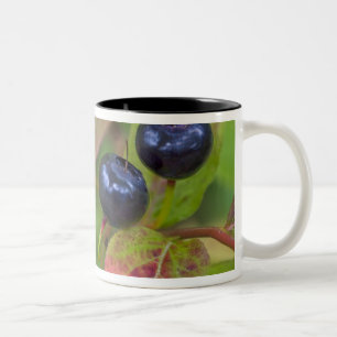 Tasse 2 Couleurs Myrtille mûre dans le Flathead National