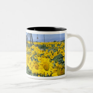 Tasse 2 Couleurs Na, États-Unis, Colorado, Tournesols, Derrick de p