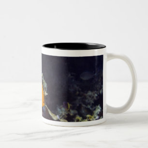 Tasse 2 Couleurs Natation du scalaire du héraut (heraldi de