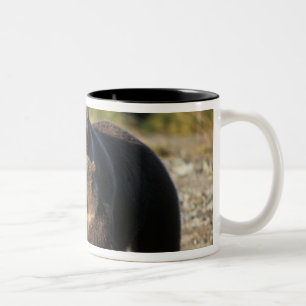 Tasse 2 Couleurs Ours brun, grizzly, truie avec ses oursons sur la