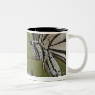 Tasse 2 Couleurs Papillon de machaon sur la fleur, Chiba
