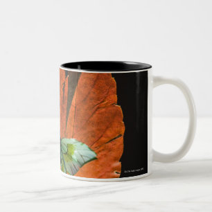 Tasse 2 Couleurs Papillon sur la feuille 2