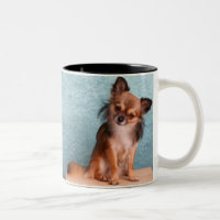Photo faite sur commande de chien de chiwawa