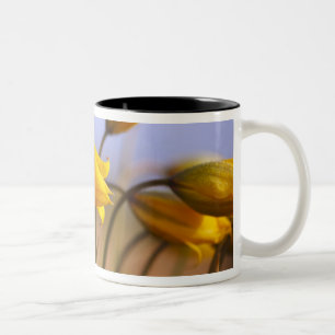 Tasse 2 Couleurs Plan rapproché des jonquilles
