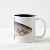 Plat II de gardon (Cyprinus Rutilis) de