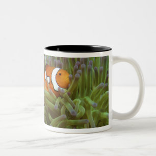 Tasse 2 Couleurs Poisson-clown occidental (Amphiprion ocellaris)