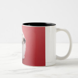Tasse 2 Couleurs Pomeranian sur le tapis rouge