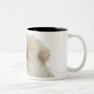 Tasse 2 Couleurs Portrait de studio de chiot blond comme les blés