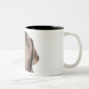 Tasse 2 Couleurs Portrait de studio de chocolat Labrador