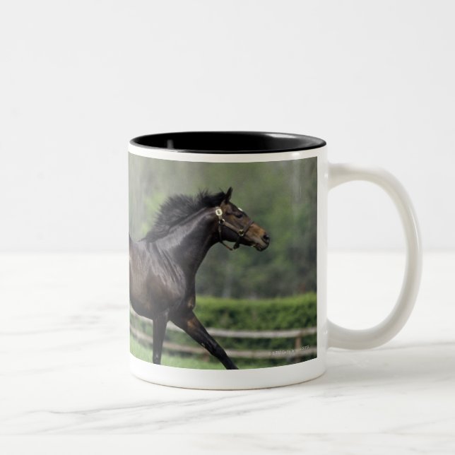 Tasse 2 Couleurs Pur sangs de cheval, Wassl 1988, (Droit)