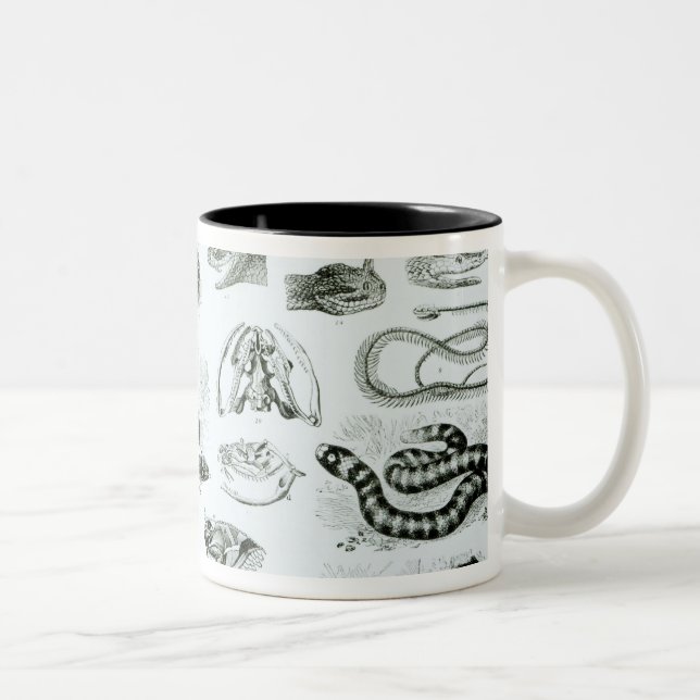 Tasse 2 Couleurs Reptiles, serpents et lézards (Droit)