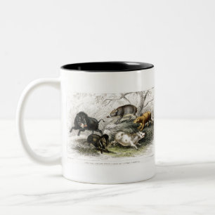 Tasse 2 Couleurs Sanglier, Peccaire En Collier, Semelle Chinoise, C