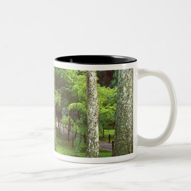 Tasse 2 Couleurs Temple Sanzen-in, Ohara, Kyoto, Japon (Droit)