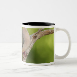 Tasse 2 Couleurs Tourterelle triste, Zenaida macroura