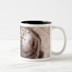 Tasse 2 Couleurs Un chat tigré recherchant
