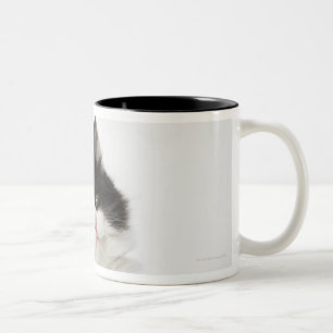 Tasse 2 Couleurs Un regard se reposant de jeune chaton dans