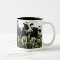 Vaches se tenant dans une rangée regardant