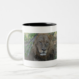 Tasse 2 Couleurs Vieux Lion pensant, Botswana .JPG