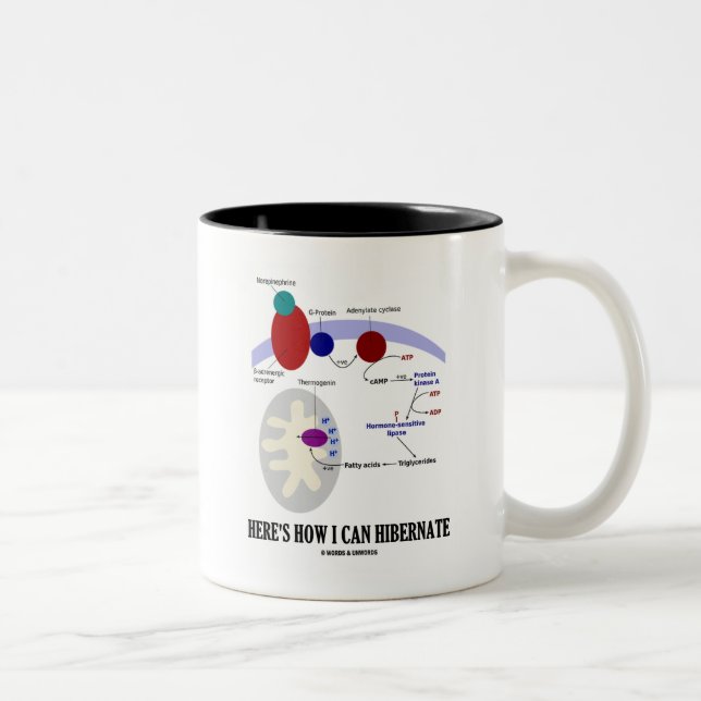 Tasse 2 Couleurs Voici comment je peux hiberner (Thermogenesis) (Droit)