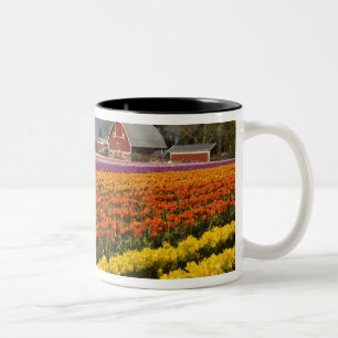 Tasse 2 Couleurs WA, Skagit Valley, champs de tulipe en floraison,