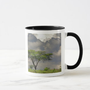 Tasse Acacia tortilis, Acacia tortilis, et 2