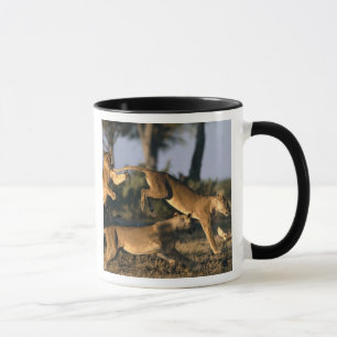Tasse Afrique, Botswana, Parc national de Chobe, Lioness