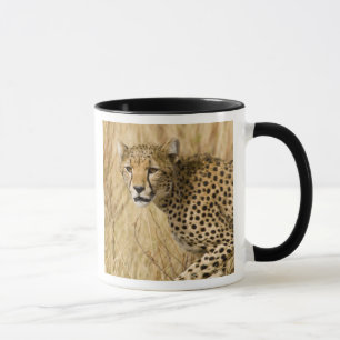 Tasse Afrique. Kenya. Guépard au parc national de Sambur