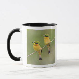 Tasse Afrique. Tanzanie. Petits guêpiers à Manyara