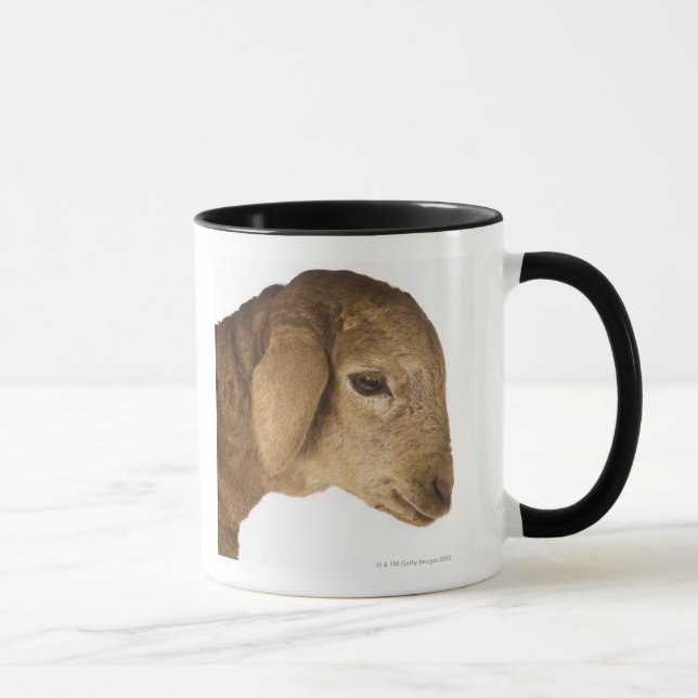 Tasse Agneau domestique (Droite)