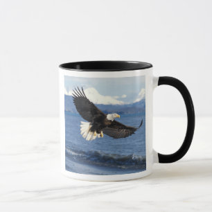Tasse aigle royal, Haliaeetus leuccocephalus, en vol