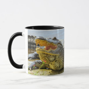 Tasse Alligator. Face à face.
