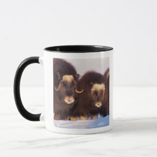 Tasse Amérique du Nord, États-Unis, Alaska, Cercle Arcti