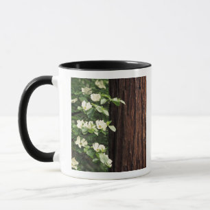 Tasse Amérique du Nord, États-Unis, Californie, Yosemite
