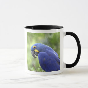 Tasse Amérique du Sud, Brésil, Pantanal