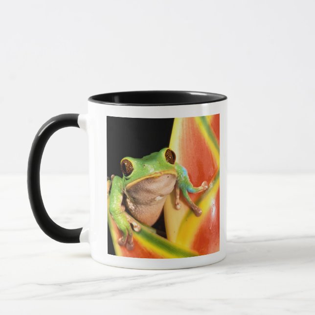 Tasse Amérique du Sud, Équateur, Amazonie. Grenouille ar (Gauche)