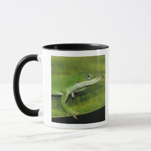 Tasse Anolis vert, Anolis carolinensis, adulte sur un pa