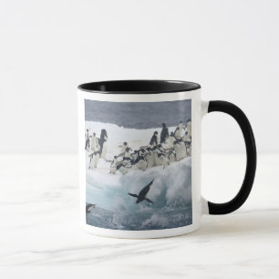 Tasse Antarctique, île Paulet. Manchots Adélie