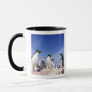 Tasse Antarctique, Manchot Adélie Pygoscelis