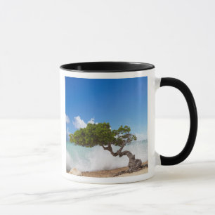 Tasse Arbre Divi Divi, Eagle Beach, Aruba, Caraïbes