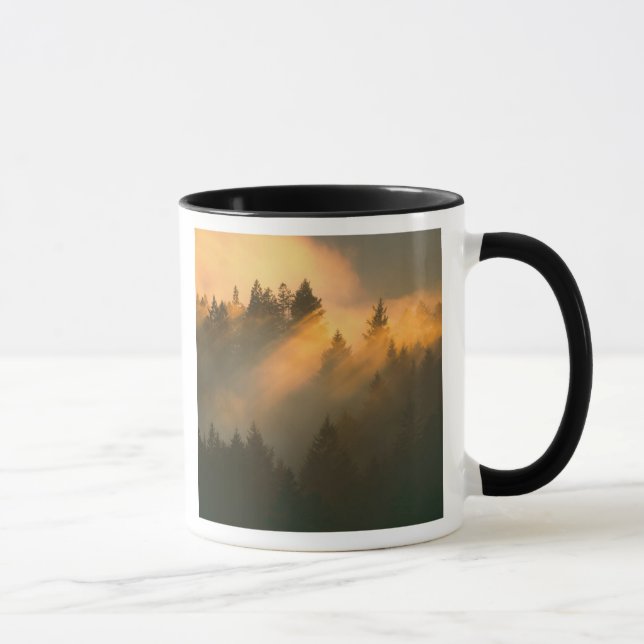 Tasse Arbres de séquoia dans le brouillard côtier, comté (Droite)