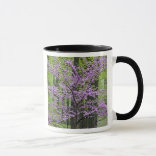 Tasse Arbres Redbud en pleine floraison printanière près