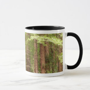 Tasse Arbres séquoias du monument national Muir Woods