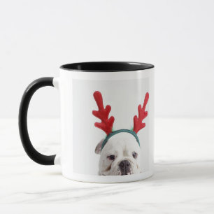 Tasse arrière - plan blanc, bouledogue masculin blanc,