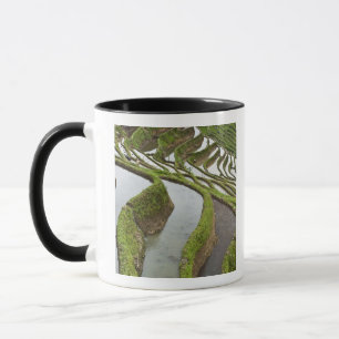Tasse Asie, Chine, Yunnan, Yuanyang. Riz inondé