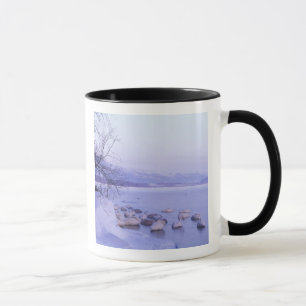 Tasse Asie, Japon, Hokkaido, Parc national d'Akan, Cygne