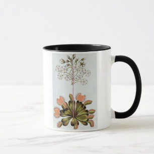 Tasse Attrape-mouche de Vénus, plat 84, de 'collection