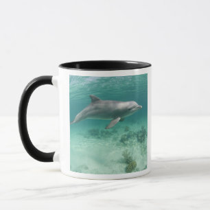 Tasse Bahamas, île de Grand Bahama, Freeport, Captive 6